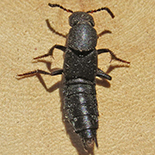 Platydracus species